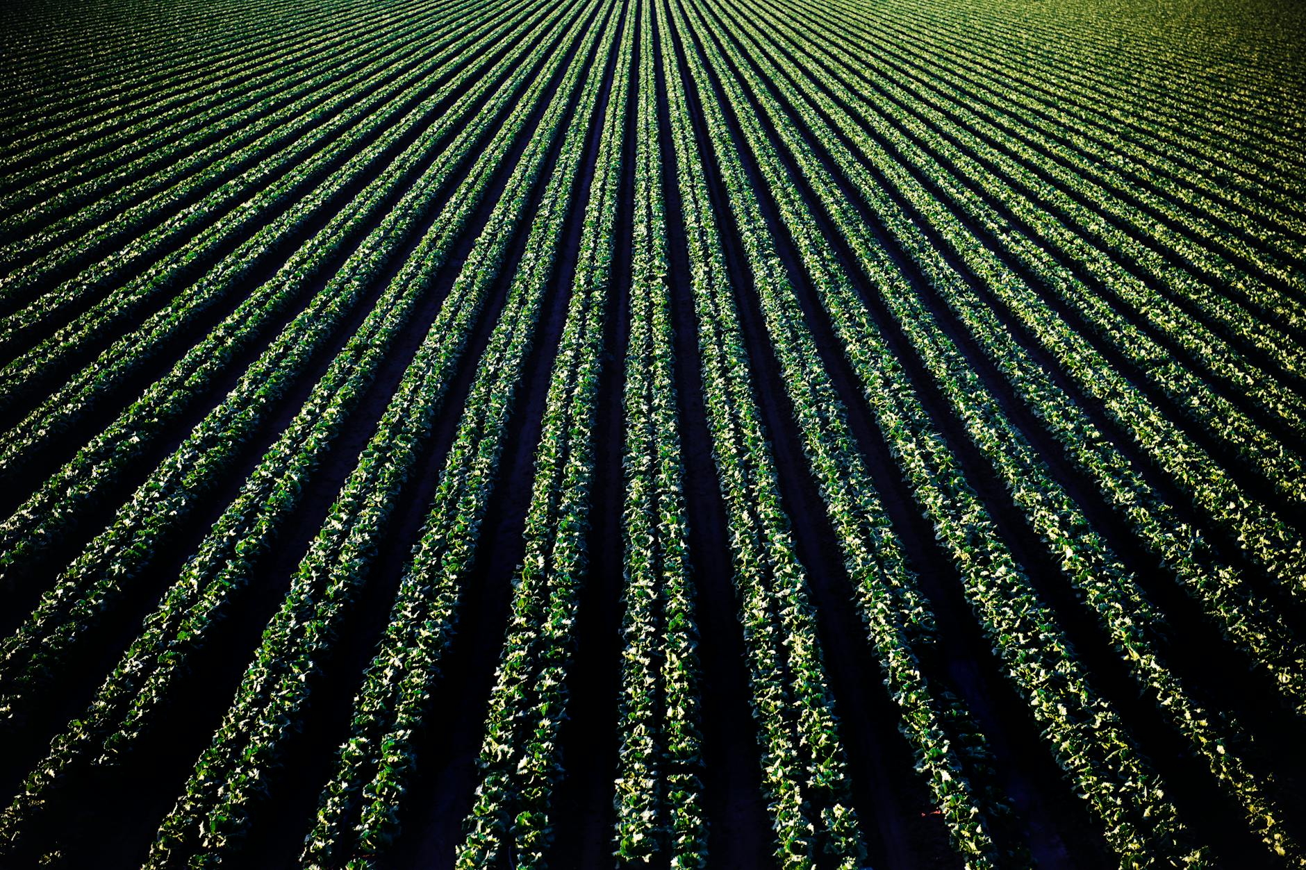 FSA reminding producers of upcoming application deadlines