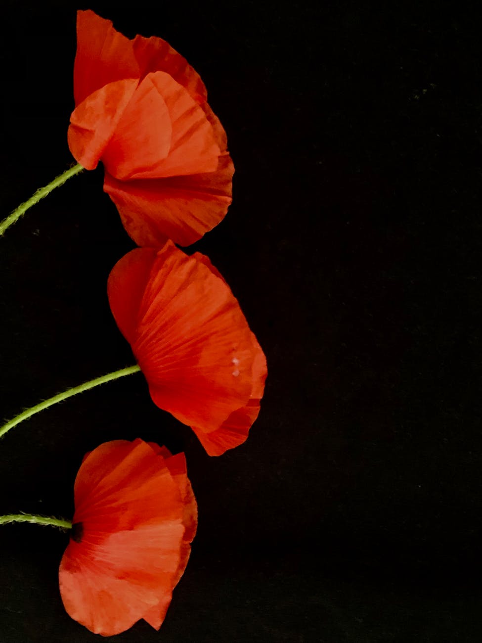 close up shot of red poppies