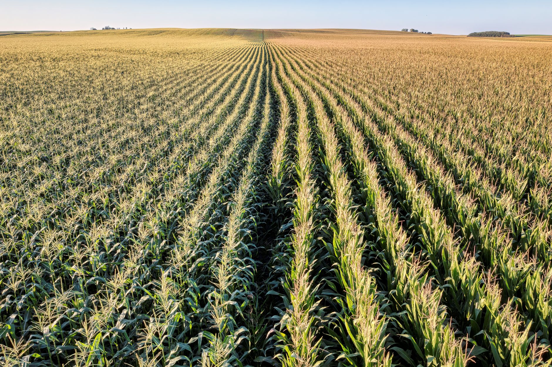 Corn, Soybean Crop Ratings Hold Steady Across the U.S.