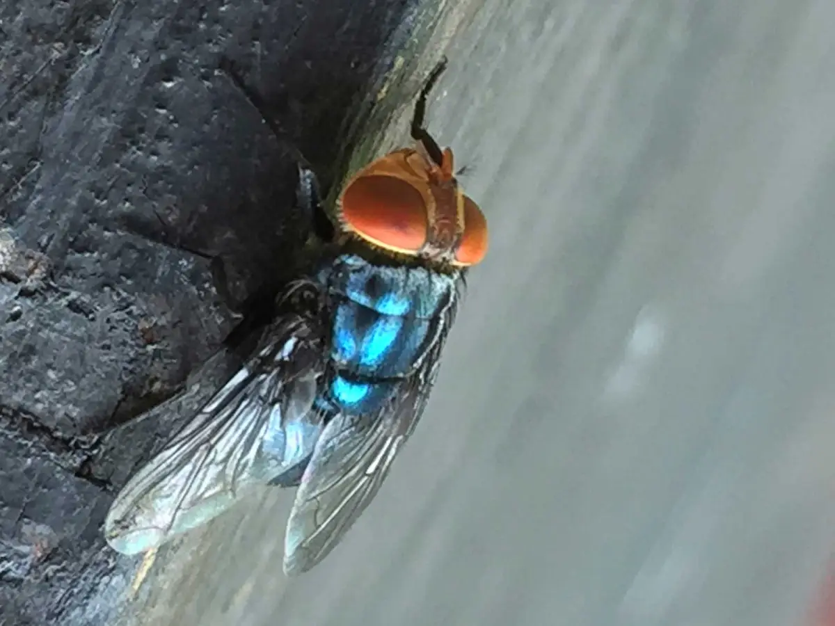 No immediate threat of New World screwworm affecting South Dakota, state vet says