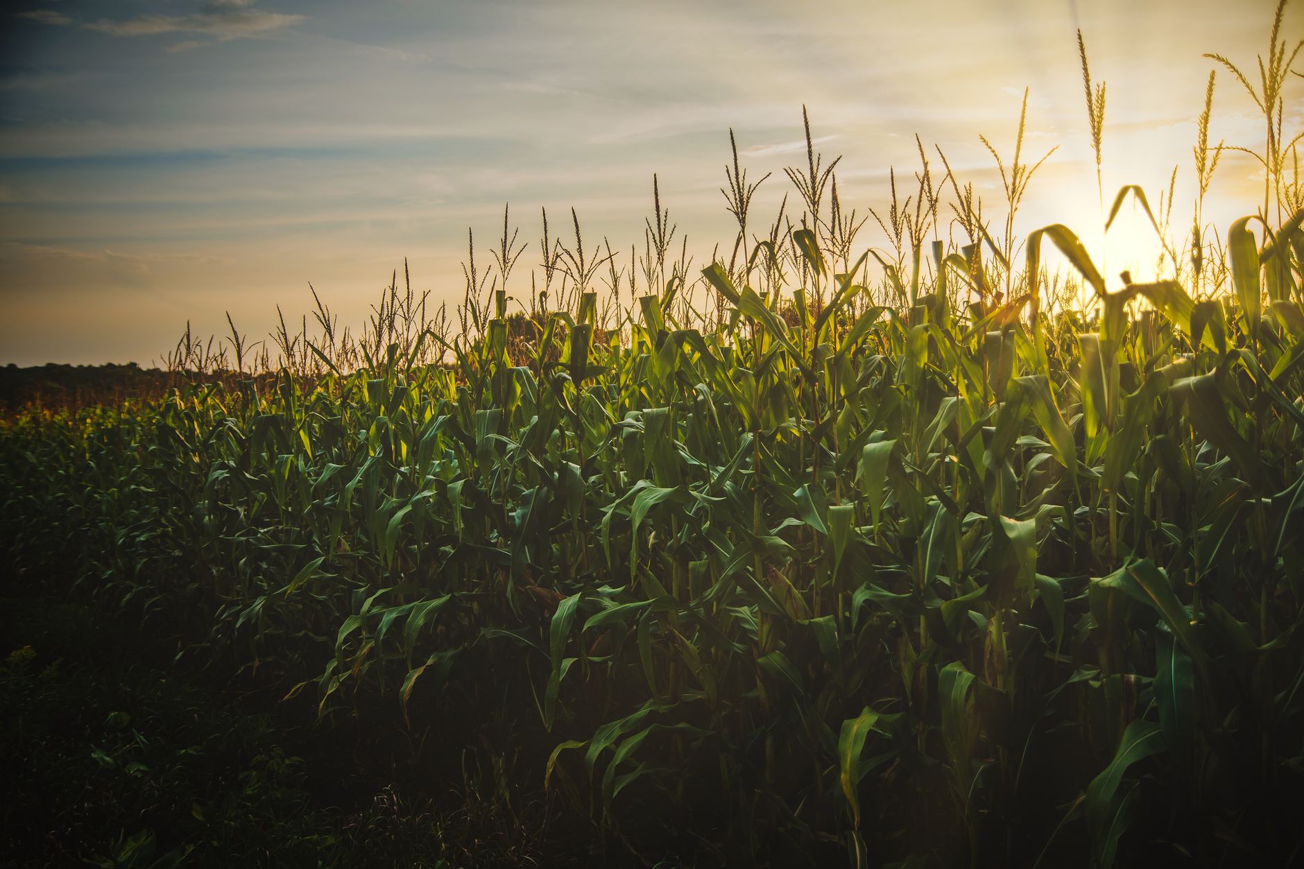 Corn Growers opposing Bayer’s request for glyphosate tariffs