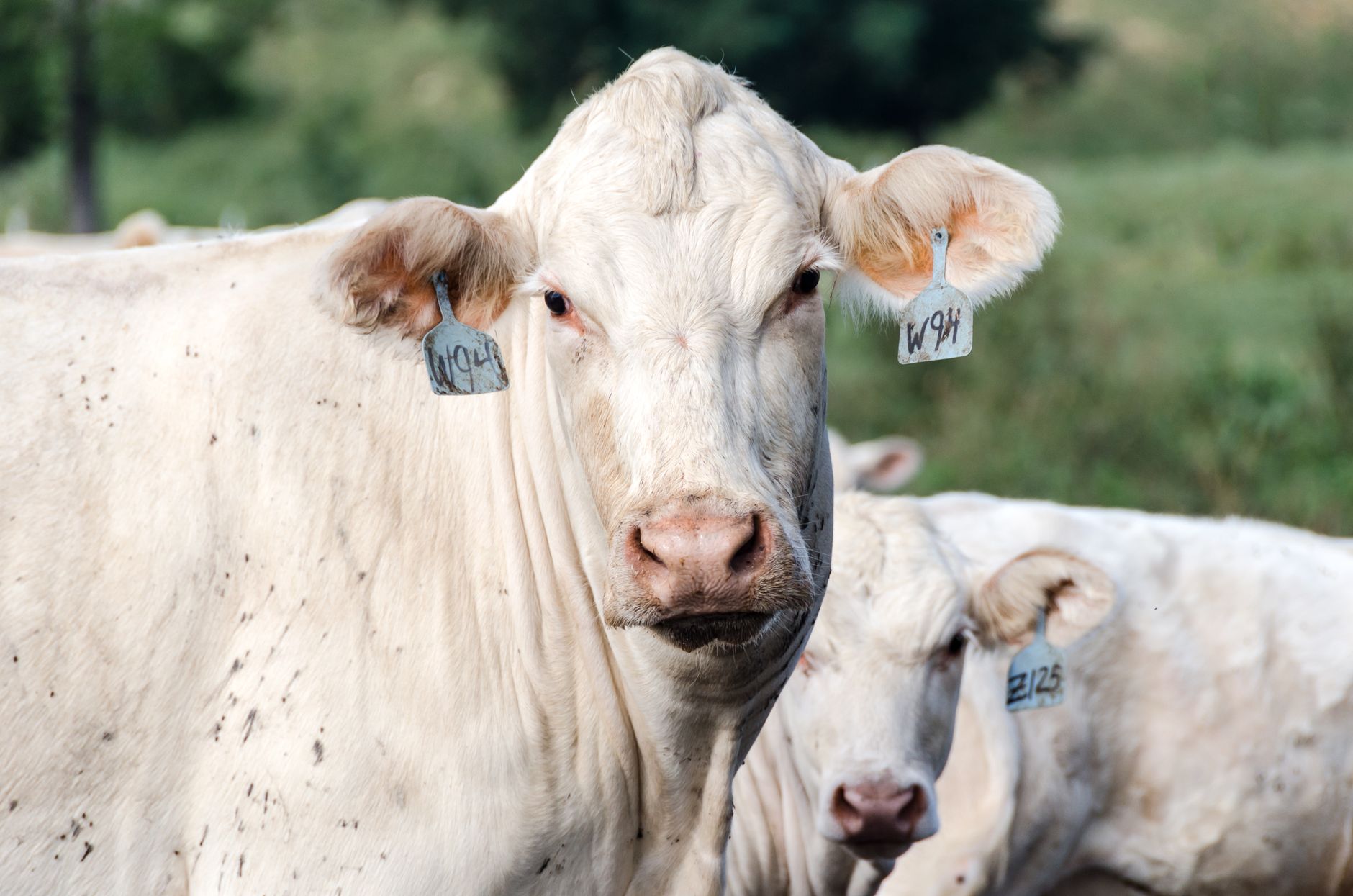 July cattle placements fell to historic lows