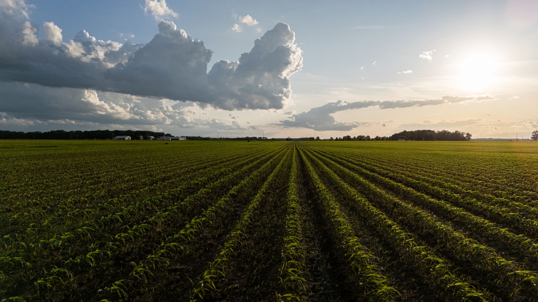 sunset over cornfield with dramatic clouds
