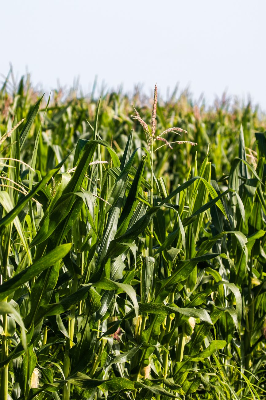 USDA Raises Corn and Soybean Estimates